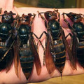 wasps.jpg