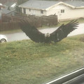 wild_eagle.jpg