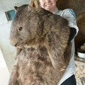 wombat.jpg