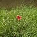 Gaillardia pulchella (Indian blanket).jpg