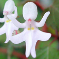 IMG_1658_1744418935149.png