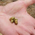 Tamboti seeds.mp4