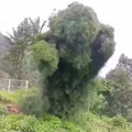 Video by nature.art.mh [DGhzWaitAZ6].mp4