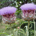artichoke.jpg