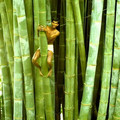 bamboo.jpg