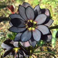 black lotus.jpg