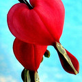 bleeding_heart.jpg