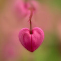 bleeding_heart_2.jpg