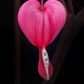 bleeding_heart_4.jpg
