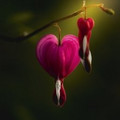 bleeding_heart_5.jpg