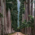 botanic garden, rio de janeiro.jpg
