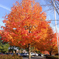 brown_tree.jpg