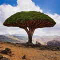 dragon tree in socotra, yemen.jpg