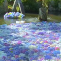 ducks walking on Hydrangea petals [1951837162359476225].mp4