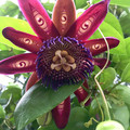 flower.jpg
