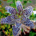 flower2.jpg