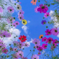 flowers.png