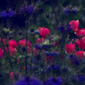 flowers_2.png