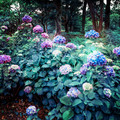 flowers_3.jpg