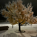 frozen tree.jpg