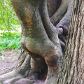 fucking_trees.jpg