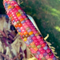 glass_gem_corn2.jpg