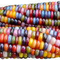 glass_gem_corn_2.jpg