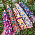glass_gem_corn_3.jpg