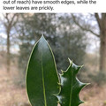 holly.jpg
