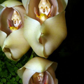 impatiens.png