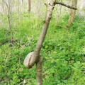 knot tree 2.png