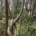 knot tree.jpg