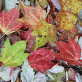 leaves.jpg