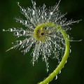 magnificent-creepy-miracles-from-natural-world-1-6294856c9cf82_700.jpg