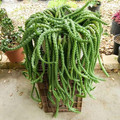 medusa's head.jpg
