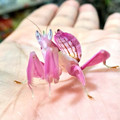 orchard_mantis_2.jpg