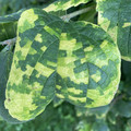 pixelated_leaf.jpg