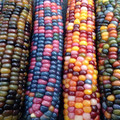 rainbow_corn.jpg