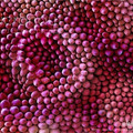 rose petal close-up.jpeg