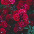 roses.jpg