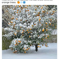 snow-covered orange tree in pensacola.jpg