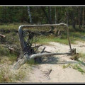 square_root.jpg