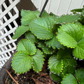strawberry plant with raindrops on the edges.jpg
