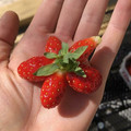 strawberry.jpg