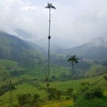 tallest palm tree in the world.jpg