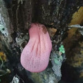 tongue mushroom.jpg