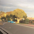 tree looks like broccoli.jpg