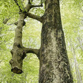 tree_2.jpg