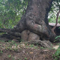 treesex.jpg