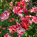 twitter - blondediva11 - 1139296451236753408 - wild roses.jpg